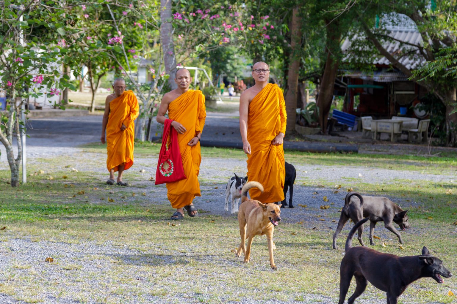 Thai monks dogs